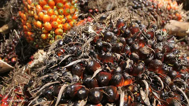 Membeli Minyak Sawit Indonesia, Jepang Bantu Petani Penuhi Standar RSPO