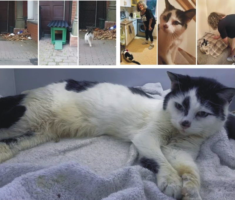 Kucing Bernama Missy, 11 tahun Hilang Akhirnya Bertemu Pemiliknya